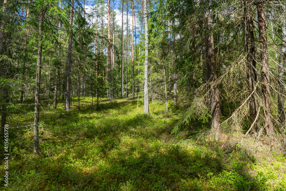 Obraz premium Forests of Belarus, National Park Narochansky Krai
