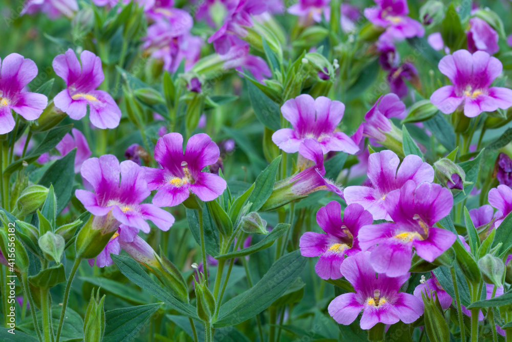 Closeup of beautiful, vibrant pink monkey flowers in summertime
