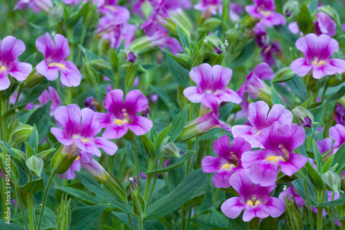 Closeup of beautiful, vibrant pink monkey flowers in summertime
