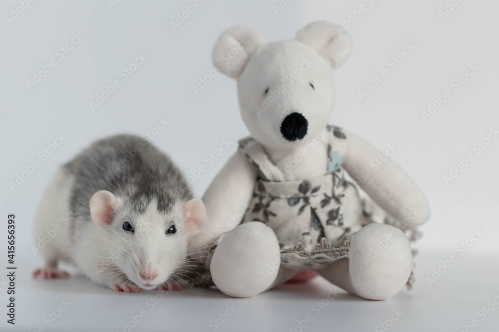 A cute decorative black and white rat sits next to a plush rat doll. Concept: year of the rat according to the Eastern calendar. Rat toy. A cute decorative black and white rat sits next to a plush rat doll. Concept: year of the rat according to the Eastern calendar. Rat toy.
