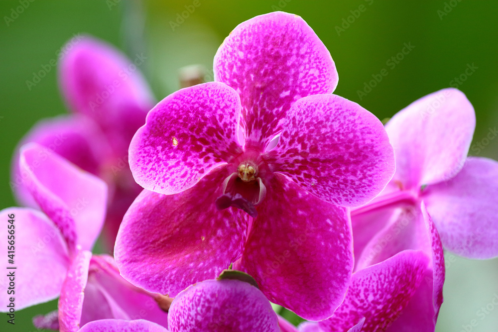 Orchidée dans une serre tropicale en gros plan Orchidée dans une serre tropicale en gros plan