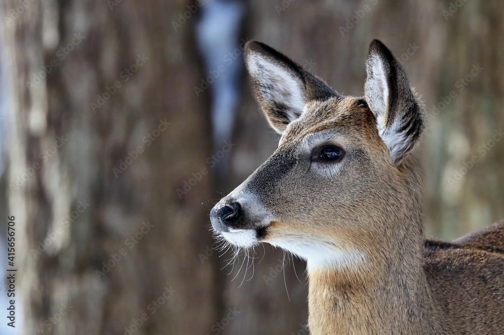 White tailed deer, doe and fawn near city park in Wisconsin. White tailed deer, doe and fawn near city park in Wisconsin.