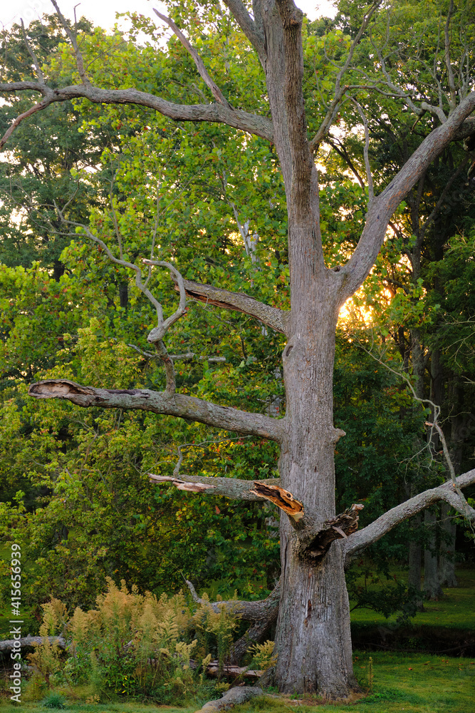 Obraz premium A dead tree with a forest backdrop. You can see the sunrise taking place in the background