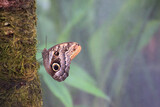 Papillon photographié dans une serre tropicale