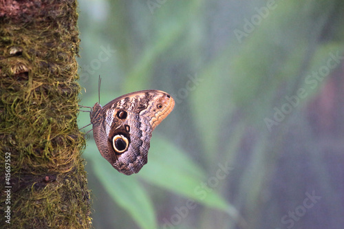 фотографія Papillon photographié dans une serre tropicale