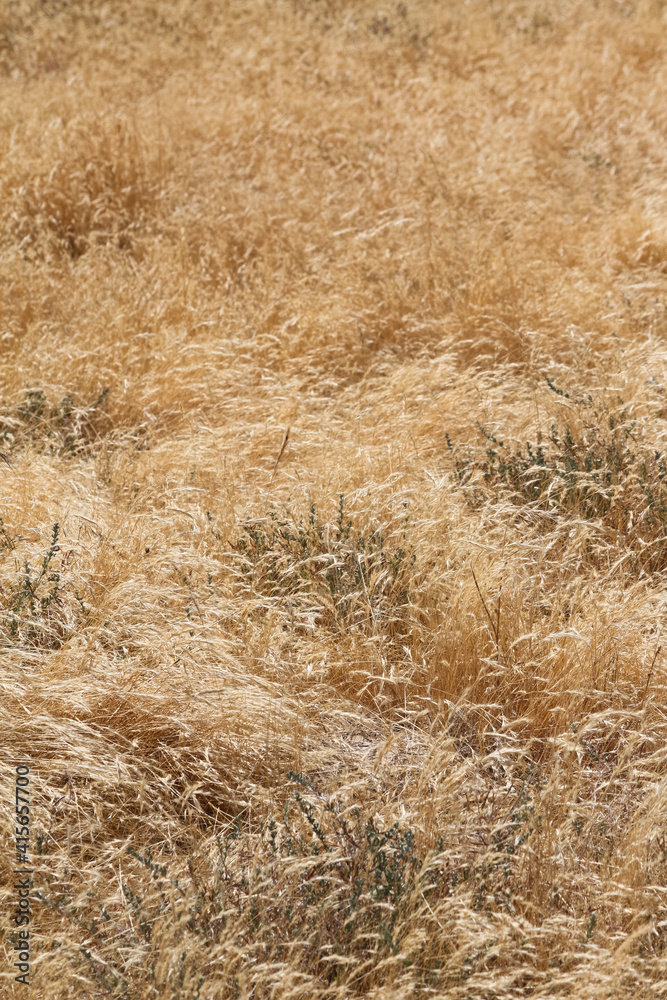 Fototapeta premium Dry grass background at the beach