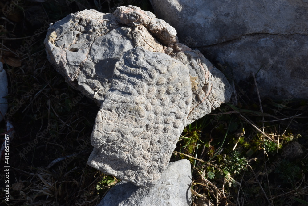 corallo fossile, Parco delle Madonie, Palermo, Sicilia