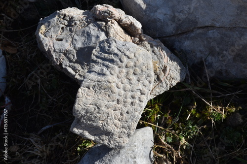 corallo fossile, Parco delle Madonie, Palermo, Sicilia