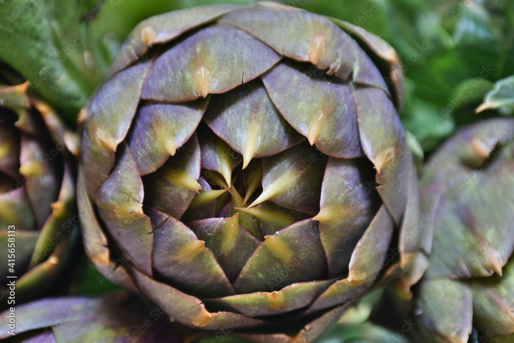 Carciofo, tipica pianta mediterranea. E' una pianta della famiglia Asteraceae coltivata in Italia e in altri Paesi per uso alimentare e, secondariamente, medicinale.
