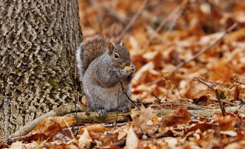 Eastern gray squirrel. Many juvenile squirrels die in the first year of life. Adult squirrels can have a lifespan of 5 to 10 years in the wild. Some can survive 10 to 20 years in captivity.