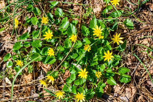 Yellow buttercups in a forest on early spring