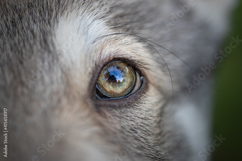 Wolf dog saarloos cute detail