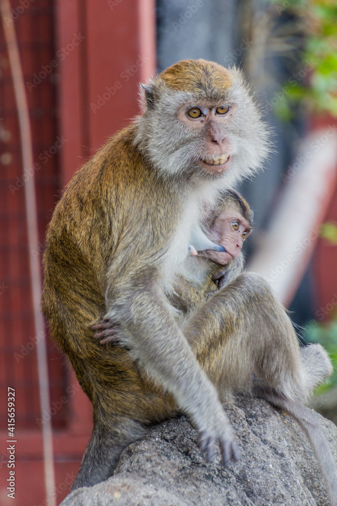 Long-tailed macaque breastfeeding her baby near Batu caves, Malaysia