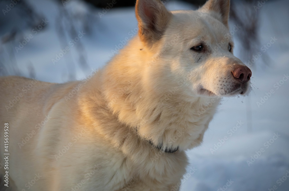 Beautiful sled dog in the snowy forest Beautiful sled dog in the snowy forest