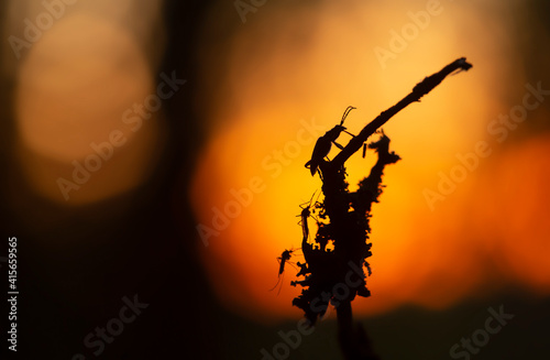 Longhorn beetle, Rhagium inquisitor and mosquitos in sunset photo