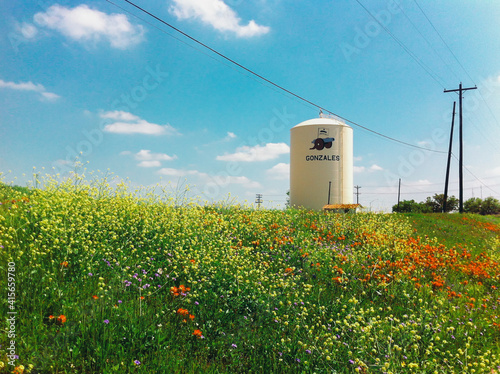 Texas Wildflower in Gonzales photo