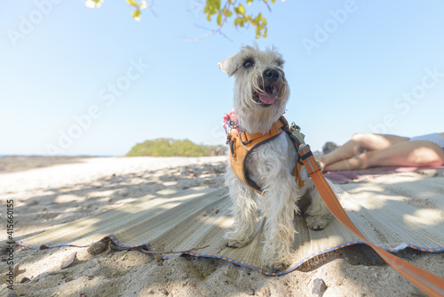 Schnauzer dog on the beach