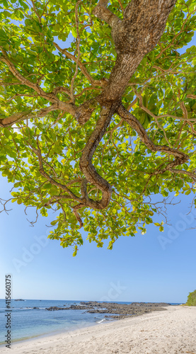 Beach seen under a native tree in Costa Rica
