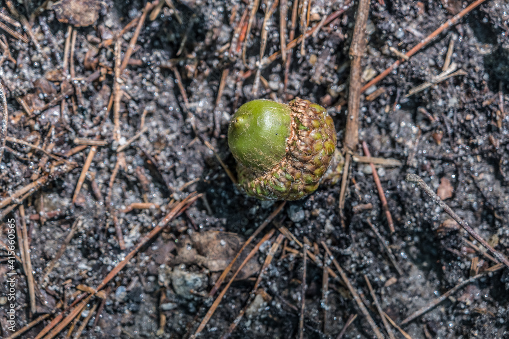 Green acorn laying on the ground Green acorn laying on the ground