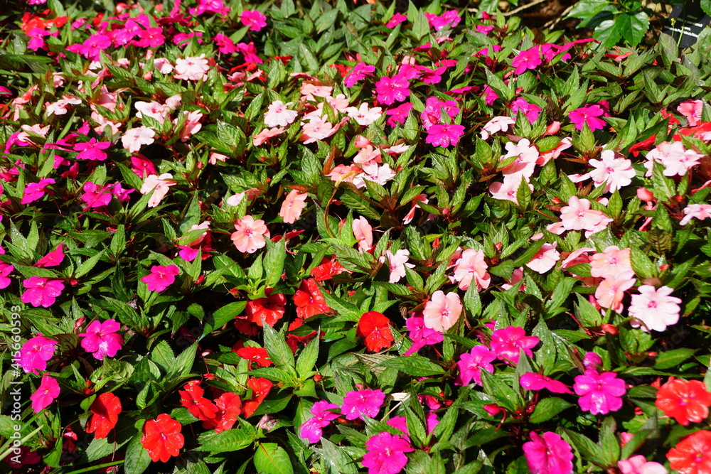 The spread of red, pink and purple New Guinea Impatiens flowers The spread of red, pink and purple New Guinea Impatiens flowers