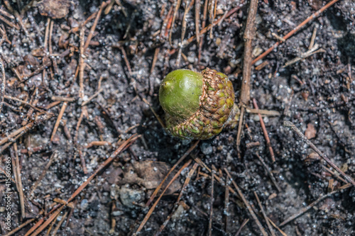 Green acorn laying on the ground