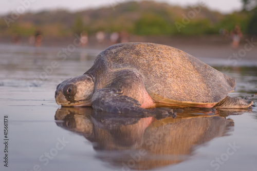 Turtles nesting during sunrise at Ostional beach in Costa Rica