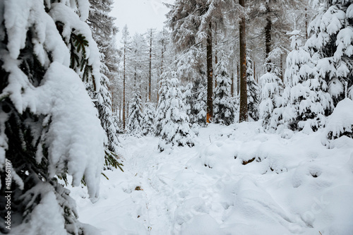 snow covered trees in the forest. Fir trees with a lot of snow on the branches. Forest in winter