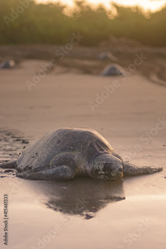 Turtles nesting during sunrise at Ostional beach in Costa Rica