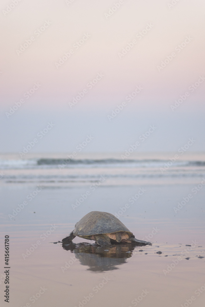 Turtles nesting during sunrise at Ostional beach in Costa Rica