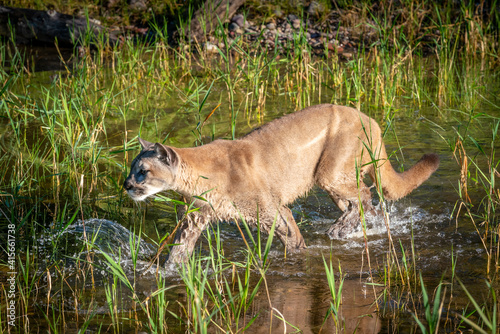 Mountain Lion walking and drinking in a stream in Montana
