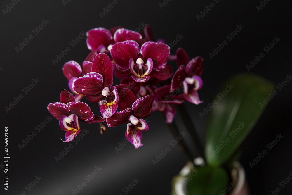 Beautiful purple potted orchid flower on a black background. Concept wedding, mothers day and valentines day background. Shallow depth of field, selective focus.
