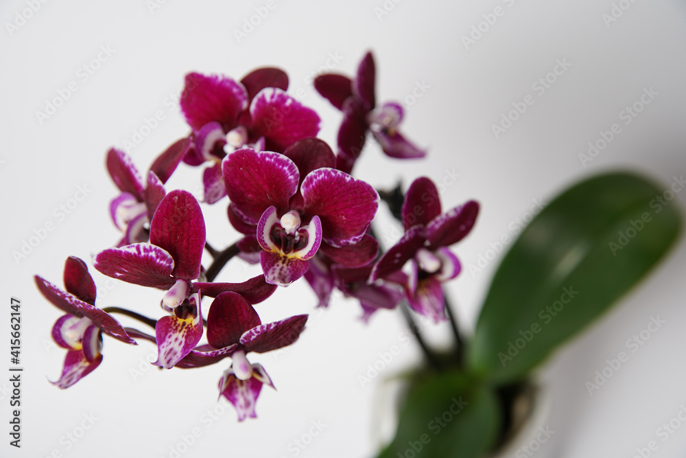 Fototapeta premium Beautiful purple potted orchid flower on a white background. Concept wedding, mothers day and valentines day background. Shallow depth of field, selective focus.