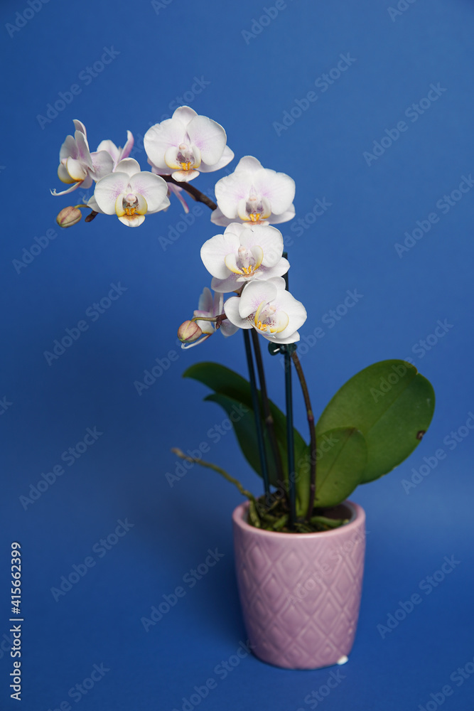 Naklejka premium Beautiful phalaenopsis potted orchid flowers on a blue background. Concept wedding, mothers day and valentines day background. Small depth of field.