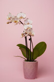 Beautiful phalaenopsis potted orchid flowers on a pink background. Concept wedding, mothers day and valentines day background. Small depth of field.