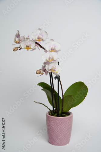 Beautiful phalaenopsis potted orchid flowers on a white background. Concept wedding, mothers day and valentines day background. Small depth of field.
