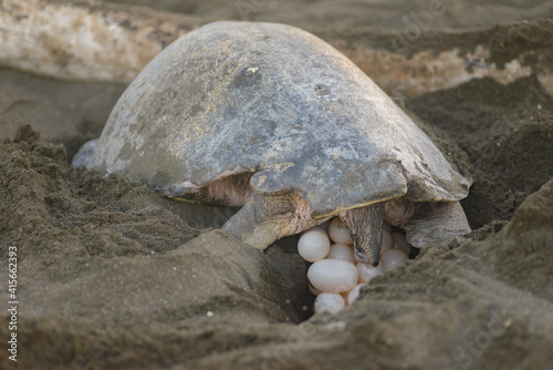 Turtles nesting during sunrise at Ostional beach in Costa Rica