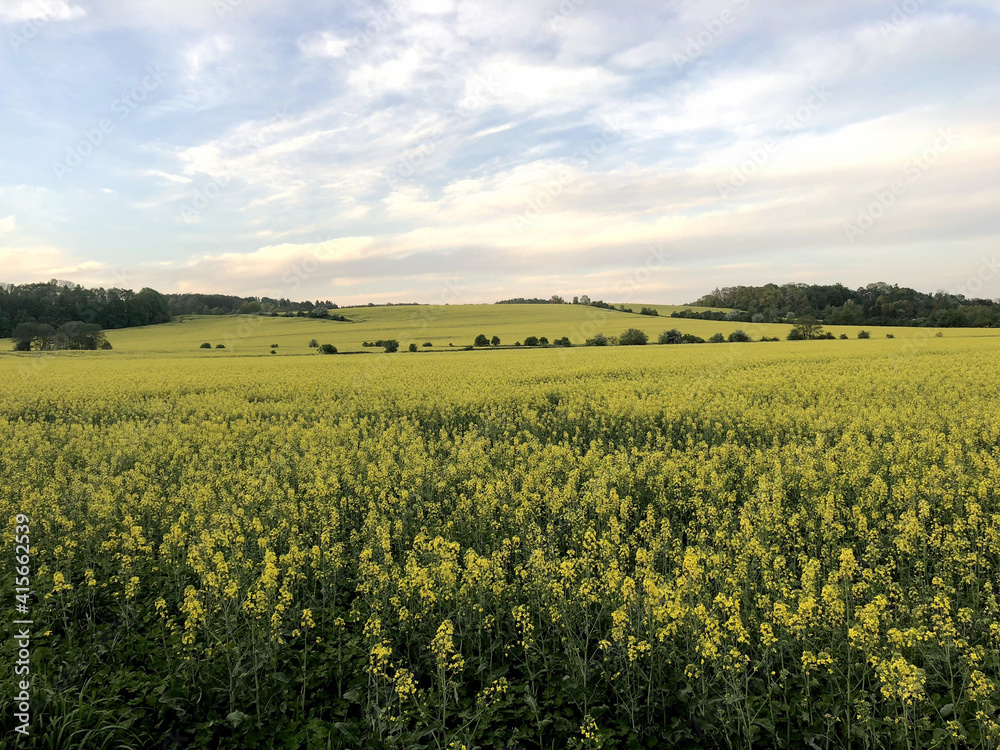 Rape field with blue sky near Cracow Rape field with blue sky near Cracow