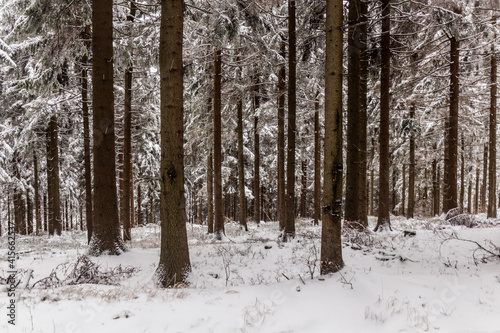 Winter view of a forest at Suchy vrch mountain, Czech Republic
