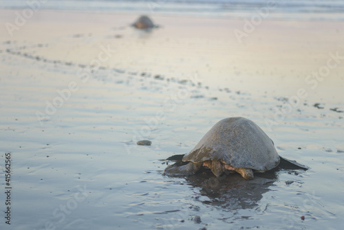 Turtles nesting during sunrise at Ostional beach in Costa Rica