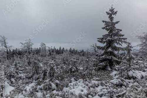 Snow covered forest in Orlicke hory mountains  Czech Republic