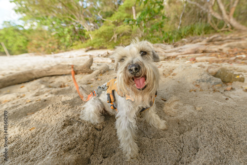 Schnauzer dog on the beach