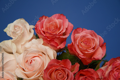 Beautiful white  red  tabby tea rose flowers in a vase  photographed from above on the blue table. Spring flowers. Wedding mothers day and valentines day background. Selective small depth of field.