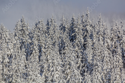 Snow covered forest in Jeseniky mountains, Czech Republic