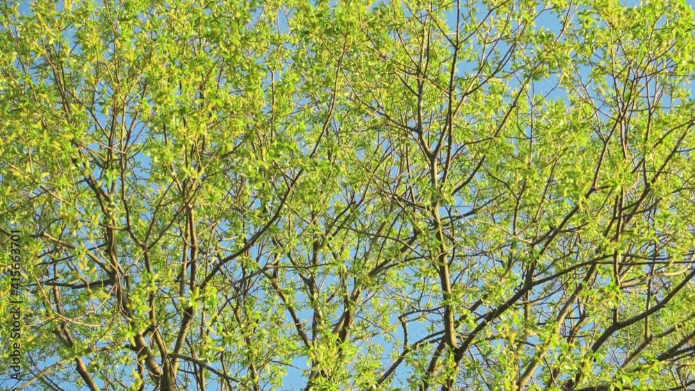 Beautiful green tree and blue sky. Light breeze wind in leaves. Beautiful green tree and blue sky. Light breeze wind in leaves.