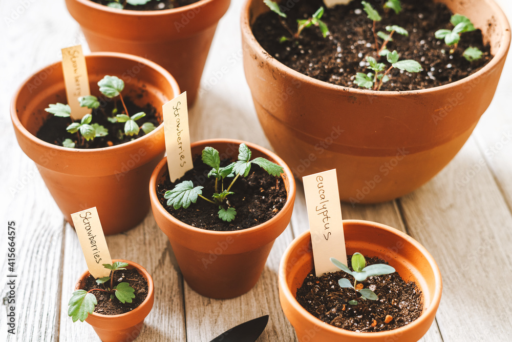 Close up of Strawberries sprout plant seeding in ceramic terracota pots on the wooden table background. Home gardening, love of houseplants. Spring time. Potted plants. Close up of Strawberries sprout plant seeding in ceramic terracota pots on the wooden table background. Home gardening, love of houseplants. Spring time. Potted plants.