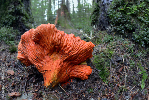 Lobster Mushroom (Hypomyces lactifluorum) close up with needles and moss photo