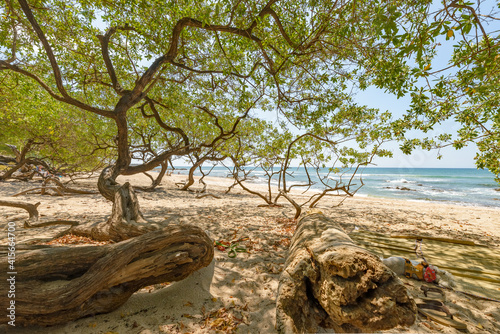 Beach seen under a native tree in Costa Rica