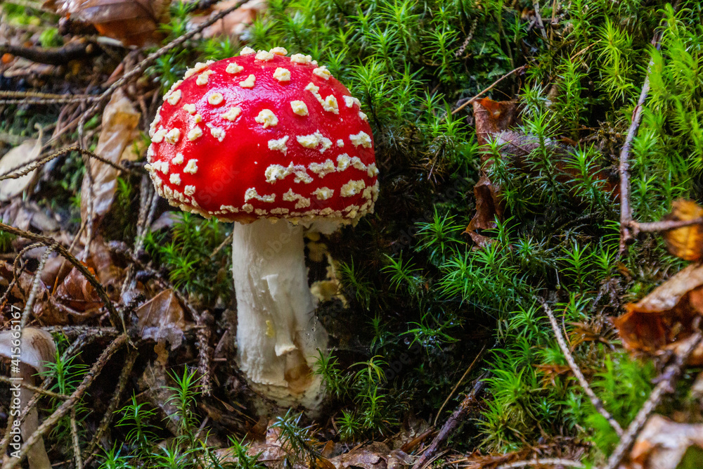 Fly agaric mushroom (Amanita muscaria) in a forest Fly agaric mushroom (Amanita muscaria) in a forest