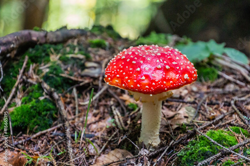 Fly agaric mushroom (Amanita muscaria) in a forest
