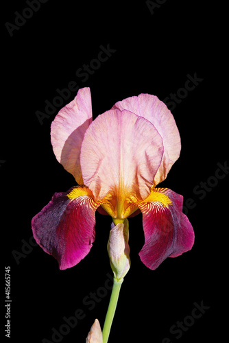 Spring flowers. Beautiful flower of iris  isolated on black background